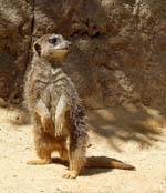 Meerkat