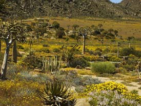 Namaqualand in springtime