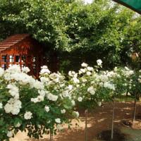SunRose Group of Guesthouses