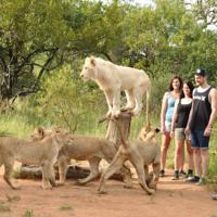 Ukutula Lion Lodge Brits