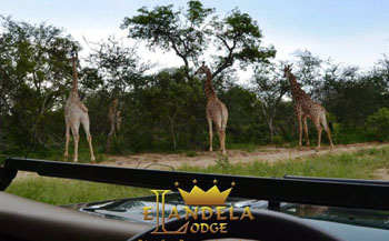 Elandela Private Game Reserve and Luxury Lodge