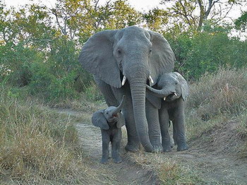 Elephant Plains Game Lodge in Sabi Sand Wildtuin, Kruger National Park, South Africa