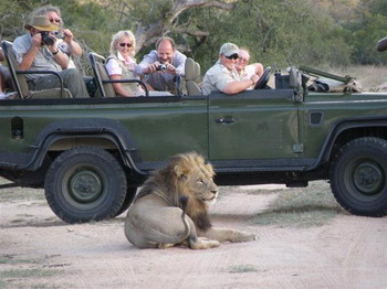 Game Drive - Rhino