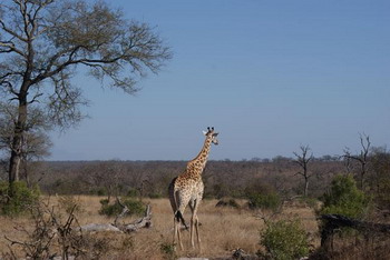 Elephant Plains Game Lodge in Sabi Sand Wildtuin, Kruger National Park, South Africa