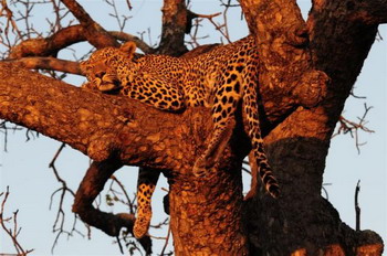 Elephant Plains Game Lodge in Sabi Sand Wildtuin, Kruger National Park, South Africa