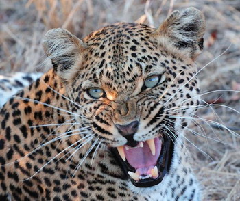 Elephant Plains Game Lodge in Sabi Sand Wildtuin, Kruger National Park, South Africa