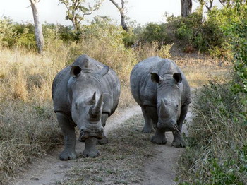 Elephant Plains Game Lodge in Sabi Sand Wildtuin, Kruger National Park, South Africa