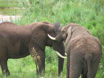 Elephant Walk Retreat, Crocodile Bridge Gate