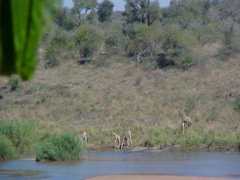 Elephant Walk Retreat, Crocodile Bridge Gate