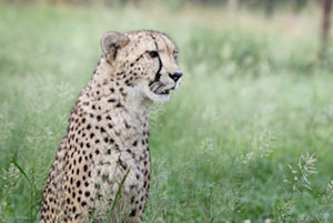 Emdoneni Lodge and Game Farm - Click for larger image