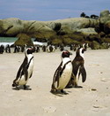 False Bay, South Africa