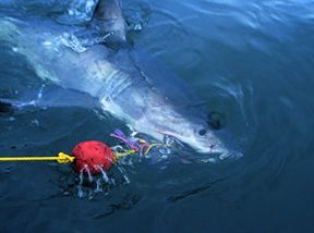 Great White Shark diving, Gansbaai