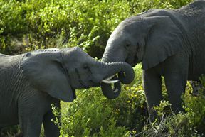 Garden Route Game Lodge