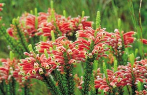 Fynbos on the Garden Route