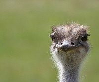 Ostrich Farm