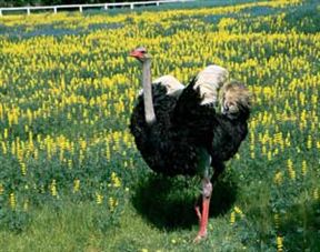 Oudtshoorn Ostrich Farm