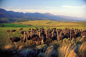 Karoo ostrich farm