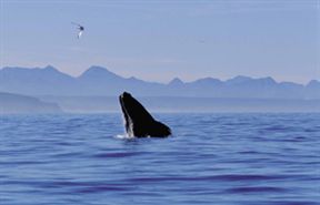 Whale breeching in Plettenberg Bay