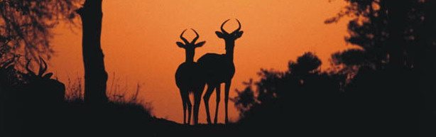 Gomo Gomo Game Lodge