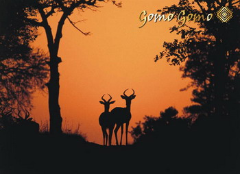 Gomo Gomo Game Lodge