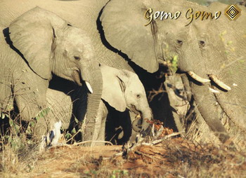 Gomo Gomo Game Lodge