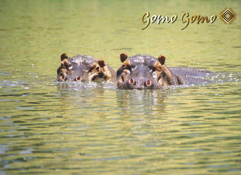 Gomo Gomo Game Lodge