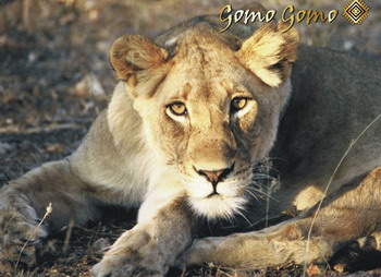 Gomo Gomo Game Lodge