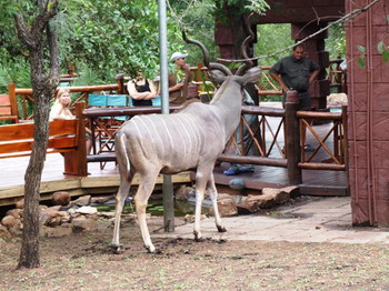 Grand Kruger Lodge in the Kruger National Park of South Africa
