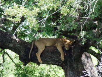 Grand Kruger Lodge in the Kruger National Park of South Africa