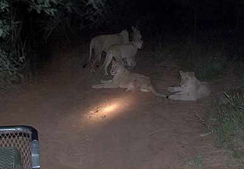 Kapama Karula Safari Lodge