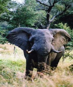 Honeyguide Tented Safari Camps