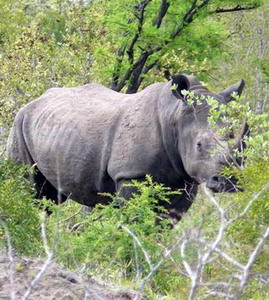 Honeyguide Tented Safari Camps