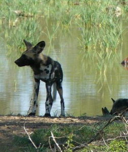 Honeyguide Tented Safari Camps