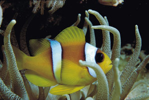 Scuba diving