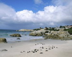 Penguins at the Boulders, Cape Town, South Africa