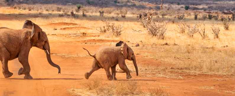 Young elephant in Addo Elephant Park, South Africa