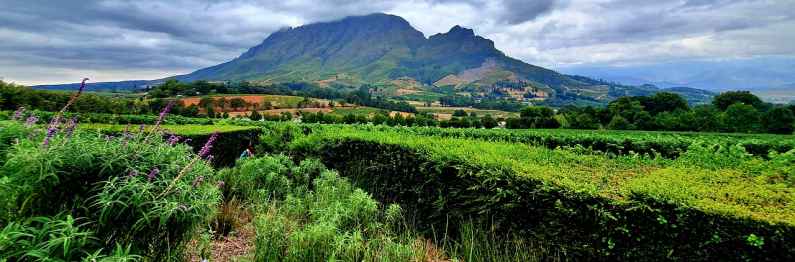 Stellenbosch in the Cape Winelands, South Africa