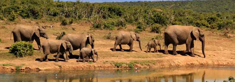 Addo Elephant Park, South Africa