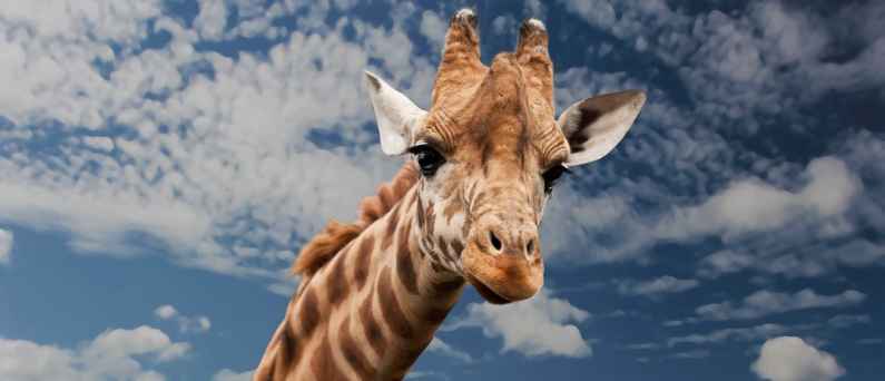 Giraffe in Kruger National Park, South Africa