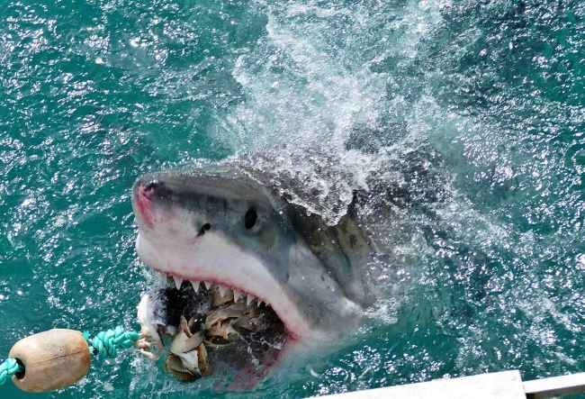 Great White Shark in Gansbaai, South Africa