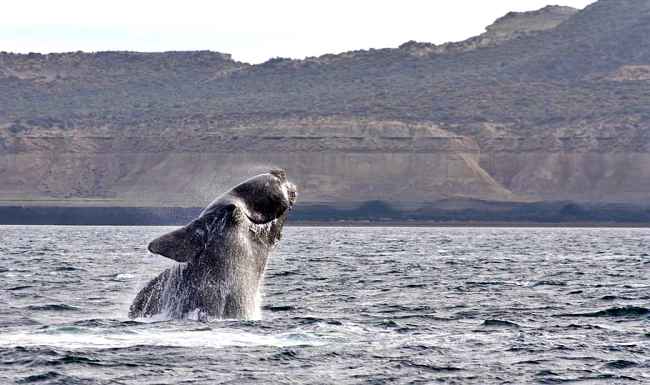 Southern Right Whale in Hermanus, South Africa