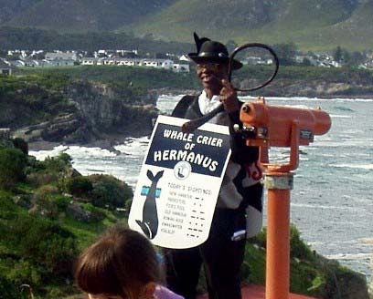 Hermanus Whale Crier