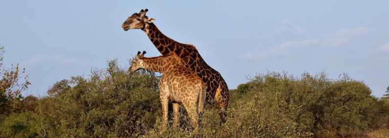 Giraffe in Kruger National Park, South Africa