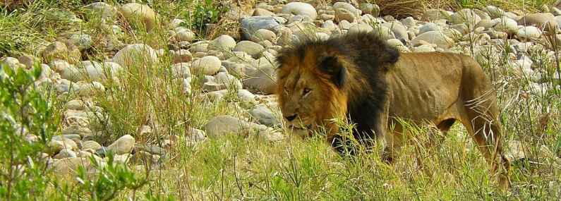 Lion in Kruger National Park, South Africa