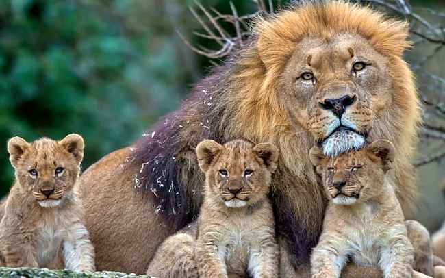 The Lion & Safari Park, Gauteng, South Africa