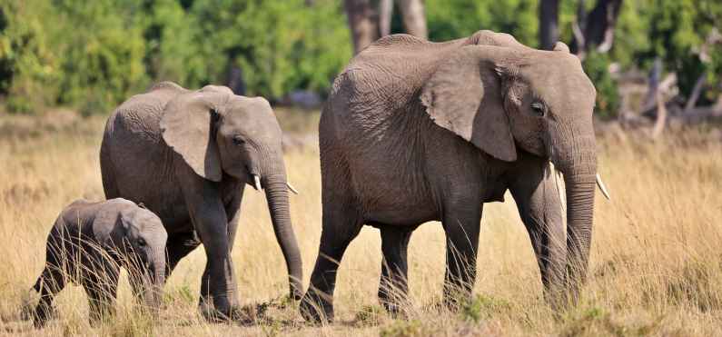 Elephant protected by Maasai Wilderness Conservation Trust in Kenya