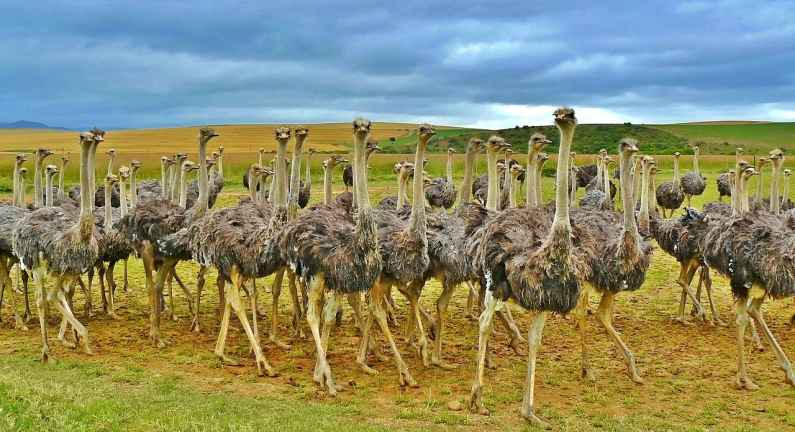 Ostriches in Oudtshoorn, South Africa