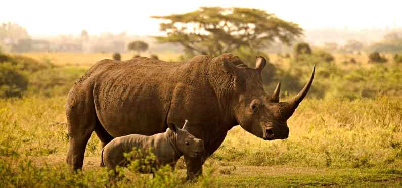 Rhino mother and child, South Africa