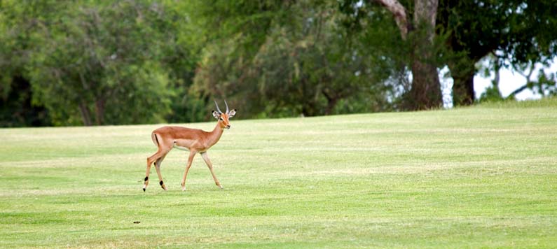 Skukuza Golf Course, Kruger National Park, South Africa