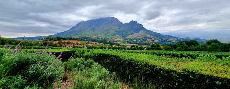 Stellenbosch in the Cape Winelands of South Africa